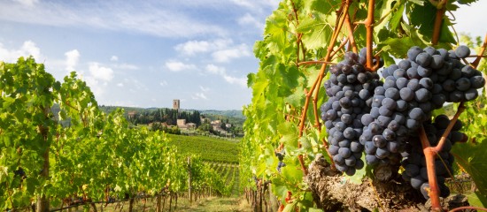 Fixé à 170 M€ au mois de mai, le plan d’aide à la viticulture, secteur durement frappé par la crise sanitaire, a été revu à la hausse au mois d’août.