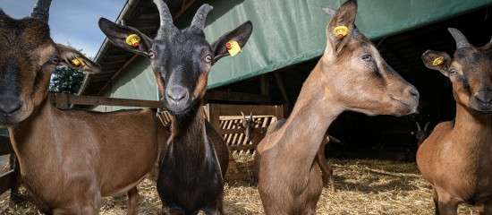 Les montants des aides bovines, ovines et caprines pour la campagne 2020 ont été déterminés.