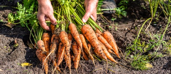 Les producteurs de carottes ayant subi une perte de chiffre d’affaires due à la Heterodera carotae sur la campagne 2018-2019 peuvent demander une indemnisation jusqu’au 30 octobre prochain.