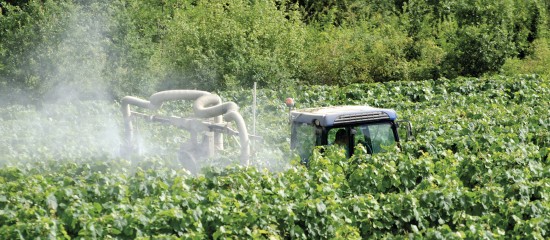 L’utilisation du fongicide mancozèbe vient d’être interdite par l’Union européenne.