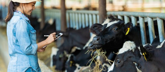 Les montants des aides bovines pour la campagne 2020 ont été revalorisés.