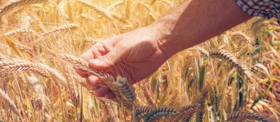 Après avoir été fixés, début février, pour un certain nombre d’entre elles, les montants des autres aides couplées végétales ont été dévoilés pour la campagne 2020.