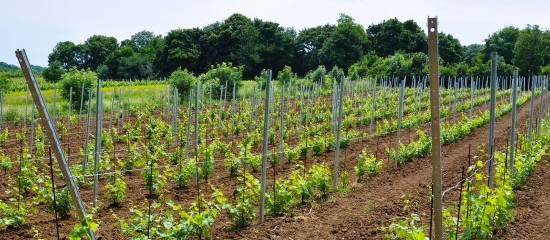 Initialement fixée au 31 décembre 2020, la fin de la période permettant aux producteurs de convertir leurs droits de plantation de vignes non utilisés en autorisations de plantation a été repoussée au 31 décembre 2022.