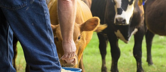 Les montants des aides aux veaux sous la mère et aux veaux issus de l’agriculture biologique pour la campagne 2020 ont été déterminés.