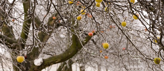 Outre certaines mesures d’urgence, une hausse du seuil d’indemnisation au titre des calamités agricoles a été annoncée ainsi qu’une « extension » exceptionnelle de ce régime à des filières jusque-là non éligibles.