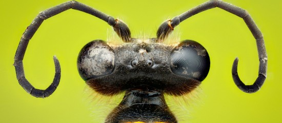 Ces deux applications web en libre accès permettent aux agriculteurs de concevoir des bords de champs ou des systèmes agroforestiers favorisant notamment le développement des insectes entomophages.