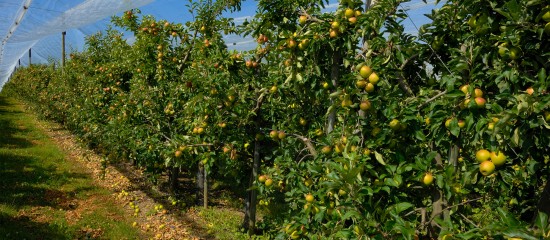 Les arboriculteurs ont jusqu’au 31 juillet ou jusqu’au 15 septembre prochain, selon les cas, pour demander une aide à la rénovation de leurs vergers.