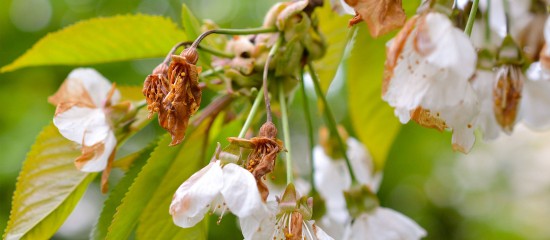 Les producteurs d’abricots, de pêches, de nectarines, de cerises ou de prunes qui ont subi d’importants dommages en raison du gel du mois d’avril vont pouvoir bénéficier d’une aide sous la forme d’une avance remboursable.