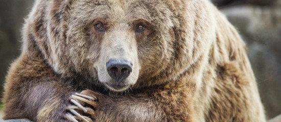 Les mesures d’effarouchement des ours dans les Pyrénées sont pérennisées. Avec l’autorisation du préfet, et à certaines conditions, les éleveurs peuvent donc procéder à des tirs non létaux.