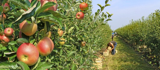 Au titre de la campagne 2022-2023, les producteurs de pommes à cidre peuvent, comme les années précédentes, bénéficier d’une aide à la plantation de vergers.