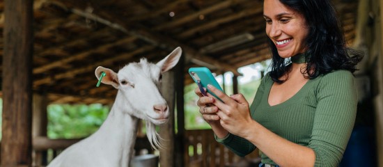 Les montants provisoires des aides bovines, ovines et caprines pour la campagne 2022 ont été dévoilés.