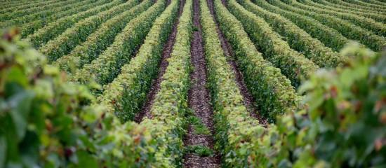 Le ministère de l’Agriculture vient de lancer une enquête pour connaître le nombre d’hectares de vignes que les viticulteurs seraient disposés à arracher, temporairement ou définitivement, en contrepartie de la perception d’une aide de l’État.