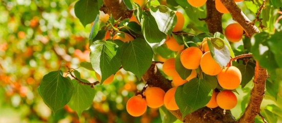 Les arboriculteurs ont jusqu’au 31 juillet ou jusqu’au 15 septembre prochain, selon les espèces, pour demander une aide à la rénovation de leurs vergers.