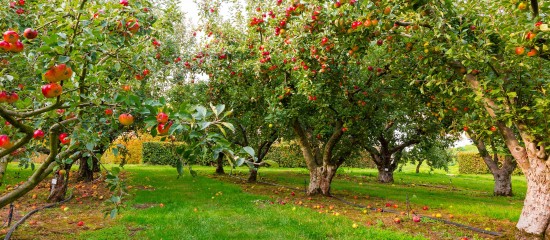 Au titre de la campagne 2024-2025, les producteurs de pommes à cidre peuvent, comme les années précédentes, bénéficier d’une aide à la plantation de vergers.