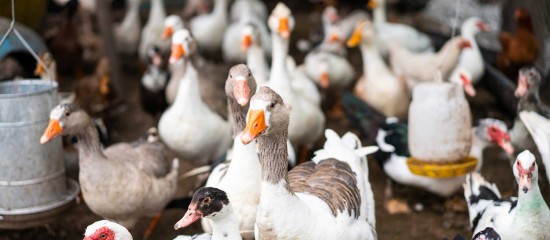 Le ministre de l’Agriculture a annoncé le lancement d’une nouvelle campagne de vaccination des canards contre le virus de la grippe aviaire à partir du 1 octobre prochain.