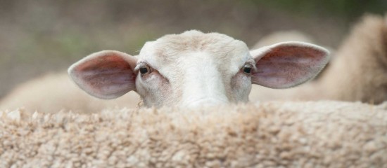 De nouvelles mesures pour lutter contre la propagation de la fièvre catarrhale ovine ont été prises.