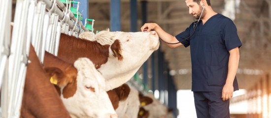 Une campagne de vaccination contre la maladie hémorragique épizootique va être enclenchée.