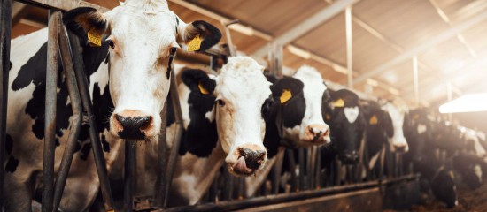 Les montants provisoires des aides bovines, ovines et caprines pour la campagne 2024 en métropole ont été dévoilés.