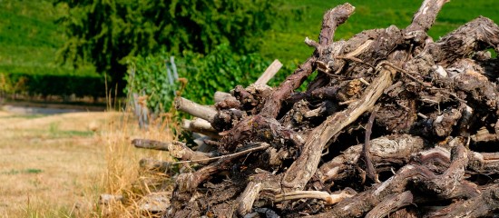 L’aide à l’arrachage définitif de vignes peut être demandée jusqu’au 13 novembre. Son montant est fixé à 4 000 € par hectare.