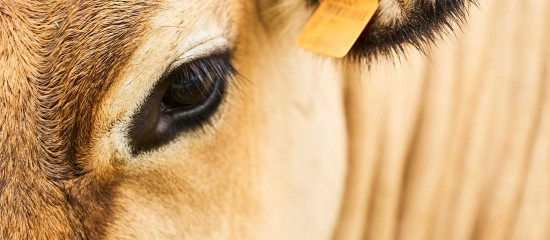 Des mesures ont été récemment annoncées par la ministre de l’Agriculture pour prévenir d’éventuelles futures épizooties. Ainsi, notamment, des Assises du sanitaire animal devraient se tenir en janvier prochain.