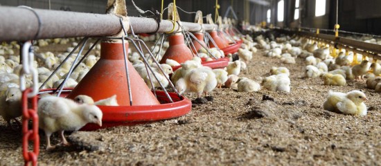 Après avoir été relevé de « négligeable » à « modéré » le 16 octobre dernier, le niveau de risque de grippe aviaire vient d’être porté à « élevé ». La mise à l’abri des volailles dans les élevages redevient donc obligatoire.