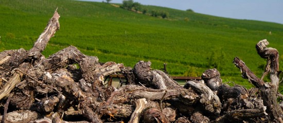 Plus de 5 400 viticulteurs ont demandé à bénéficier d’une aide à l’arrachage des vignes dans le cadre du dispositif de réduction du potentiel viticole instauré par les pouvoirs publics, soit un total de 27 500 hectares.