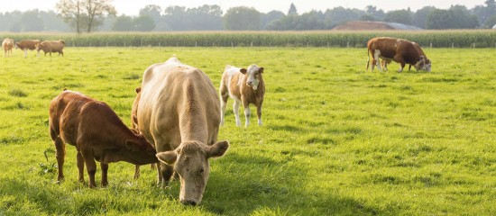 La MSA a mis en place un ensemble de mesures de soutien aux éleveurs en difficulté en raison de la maladie hémorragique épizootique et de la fièvre catarrhale ovine qui frappent leur exploitation.