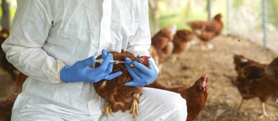 Initialement prévue jusqu’au 31 décembre 2024, la prise en charge par l’État à hauteur de 70 % des coûts de la vaccination des canards contre la grippe aviaire continuera jusqu’au 30 septembre 2025.