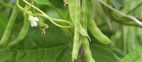 Des mesures obligatoires de prévention et de lutte contre la  ont été initiées par un récent arrêté. Elles concernent tous les producteurs de haricots, de petits pois ou encore de fèves.