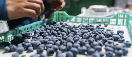 L’interdiction d’importer et de vendre en France des fruits et légumes frais traités au thiaclopride est reconduite pour plusieurs semaines.