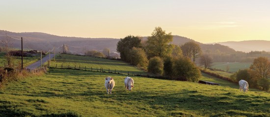 Le dégrèvement de taxe foncière en faveur des terres agricoles gérées par les associations foncières pastorales est prorogé jusqu’en 2020.