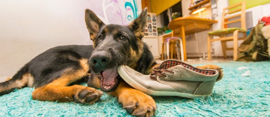 Les associations de protection animale peuvent obtenir le financement des campagnes de stérilisation de chats ou de chiens ou des travaux pour des refuges pour animaux de compagnie.